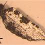 mite-olivine.jpg